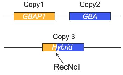GBAP1-GBA hybrid in haplotype 2